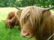 highland cow2